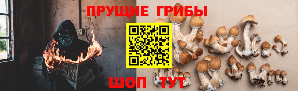 Пугачёв  Псилоцибиновые грибы Psilocybine cubensis  Вход с VPN 